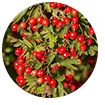 Hawthorn Berry