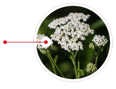 Yarrow Herb